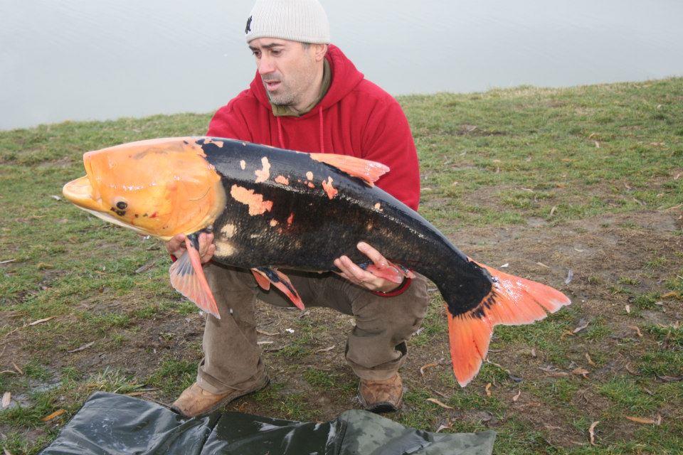 Extraterestru pe Floarea Popestiului